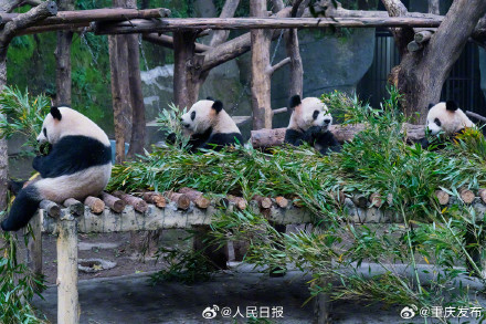 重庆四只大熊猫围炉聚餐太萌了