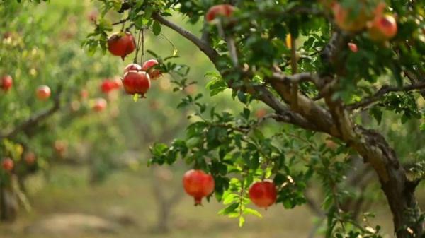 土特产变“金疙瘩”,特色产业拓宽泰山脚下乡村振兴路 土特产变“金疙瘩”,特色产业拓宽泰山脚下乡村振兴路