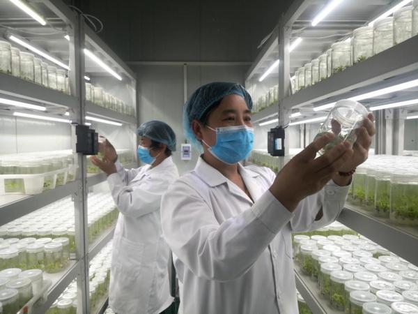 土特产变“金疙瘩”,特色产业拓宽泰山脚下乡村振兴路 土特产变“金疙瘩”,特色产业拓宽泰山脚下乡村振兴路