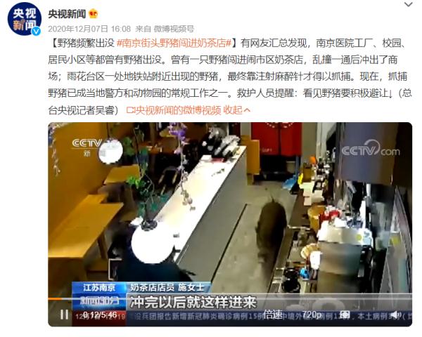 太强了！南京一头野猪12分钟横渡长江