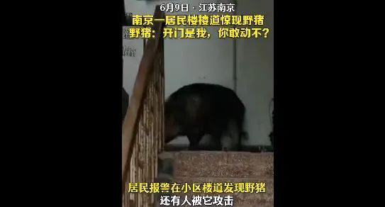 太强了！南京一头野猪12分钟横渡长江