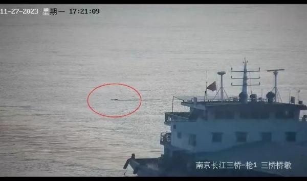 太强了！南京一头野猪12分钟横渡长江