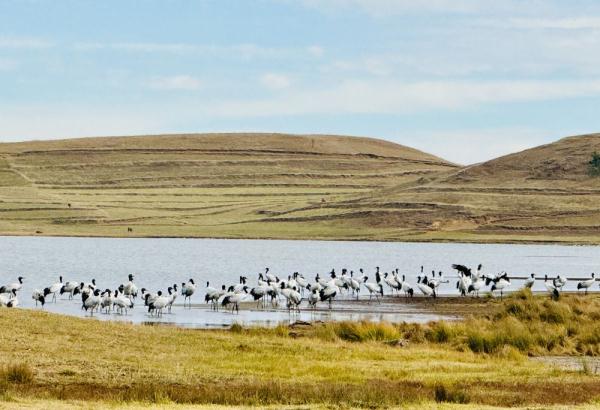 2342只！云南大山包黑颈鹤数量创历史新高