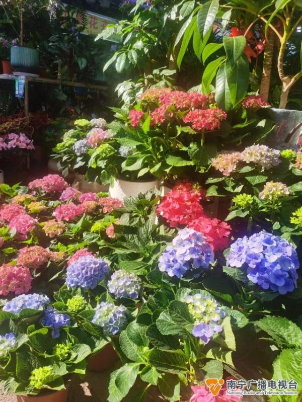 110元/扎！鲜花价格要翻倍？