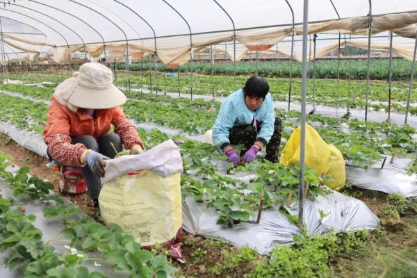 每公斤40至50元，草莓界的“劳斯莱斯”进入采摘季！