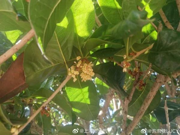 上海人注意:冷空气马上杀到!能早下班的尽量啊… 上海人注意:冷空气马上杀到!能早下班的尽量啊…