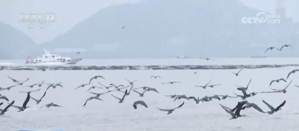 从增量到提质 全力打造美丽湿地上的“生态画卷” 从增量到提质 全力打造美丽湿地上的“生态画卷”