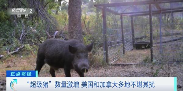 威胁人类健康安全！多地