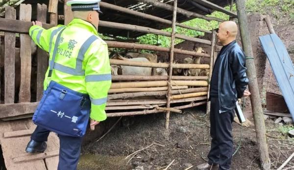 救回摔下山谷的牧羊老人后，他们秒变“牧羊人”还当起了“羊贩”