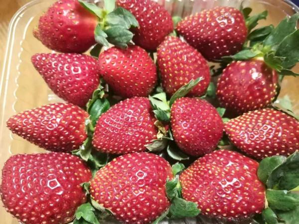 每公斤40至50元，草莓界的“劳斯莱斯”进入采摘季！
