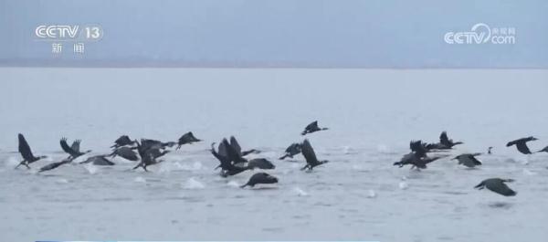 从增量到提质 全力打造美丽湿地上的“生态画卷” 从增量到提质 全力打造美丽湿地上的“生态画卷”