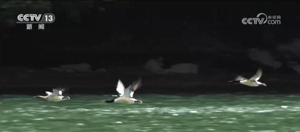 从增量到提质 全力打造美丽湿地上的“生态画卷” 从增量到提质 全力打造美丽湿地上的“生态画卷”