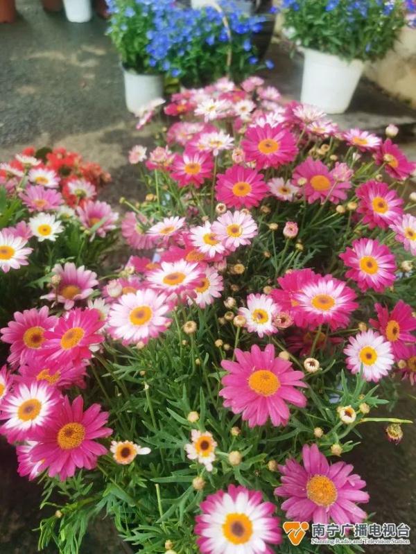 110元/扎！鲜花价格要翻倍？