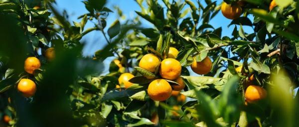 每天4只，杭州男子确诊尿毒症！正大量上市，医生紧急提醒：不要超过...