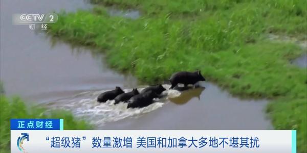 威胁人类健康安全！多地