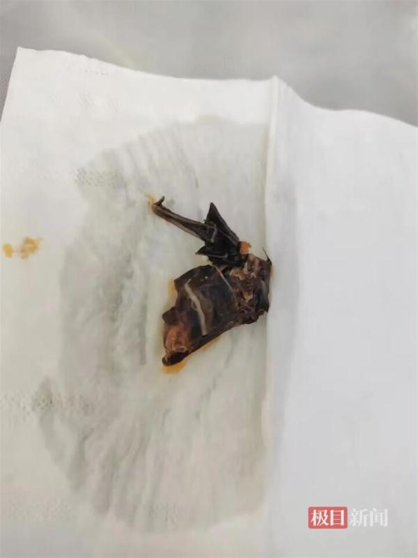 知名麻辣烫中吃出蝙蝠?商家回应 知名麻辣烫中吃出蝙蝠?商家回应