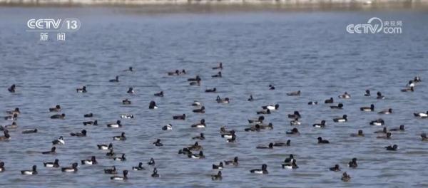 从增量到提质 全力打造美丽湿地上的“生态画卷” 从增量到提质 全力打造美丽湿地上的“生态画卷”