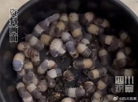 海关查获10只熊猫王鼠妇