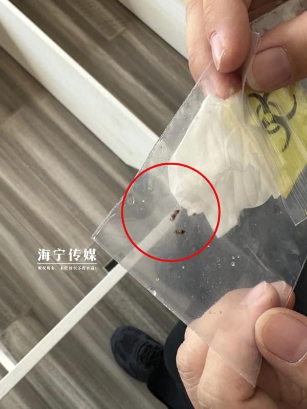 头皮发麻！浙江一居民家“怪虫”泛滥，爬得到处都是…杀虫剂都没用！