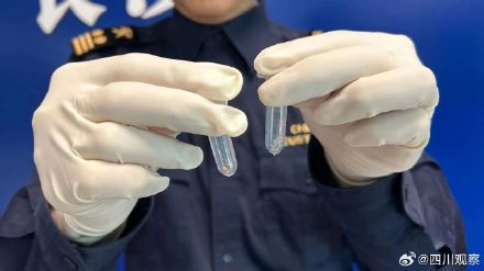 海关查获10只熊猫王鼠妇