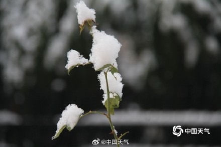 下雪啦 山东威海大地银白枝头似棉花 下雪啦 山东威海大地银白枝头似棉花