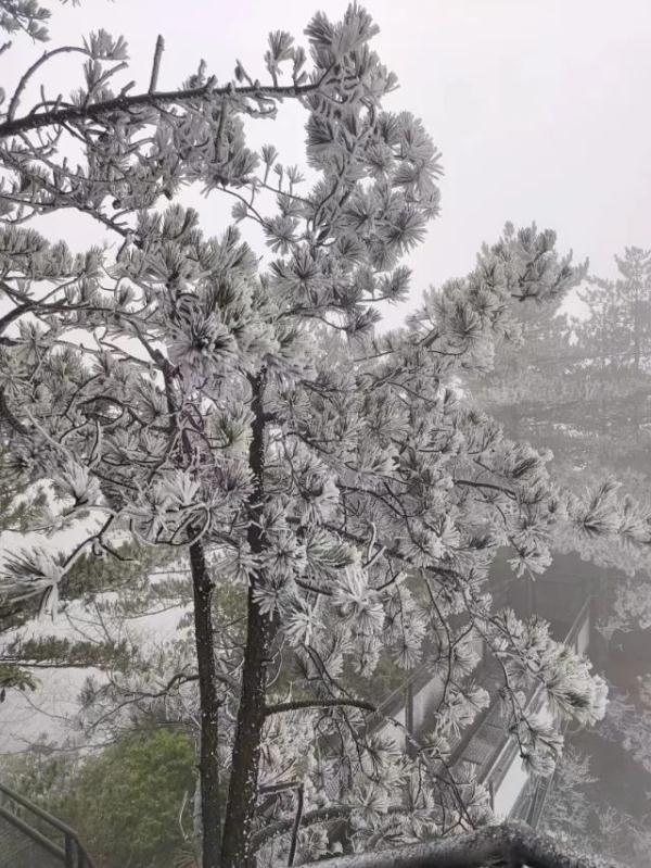 去年今天，杭州已经下雪！明天0℃，接着直冲20℃…
