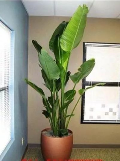 秋冬降温，如何照顾好家里的花花草草？盆栽养护指南来啦→