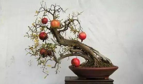 秋冬降温，如何照顾好家里的花花草草？盆栽养护指南来啦→