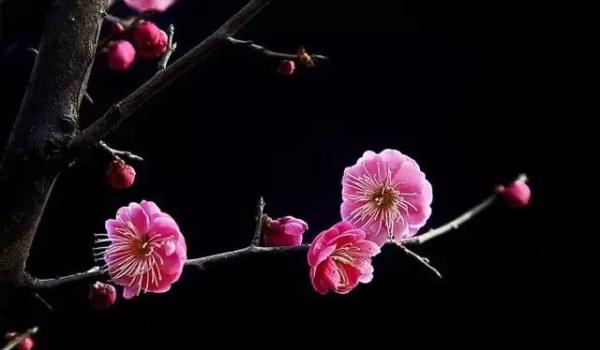 秋冬降温，如何照顾好家里的花花草草？盆栽养护指南来啦→