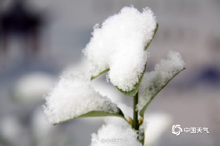下雪啦 山东威海大地银白枝头似棉花 下雪啦 山东威海大地银白枝头似棉花
