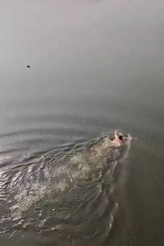 外卖小哥跳桥救人,上岸后两单外卖准时送达 外卖小哥跳桥救人,上岸后两单外卖准时送达