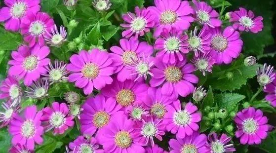 秋冬降温，如何照顾好家里的花花草草？盆栽养护指南来啦→