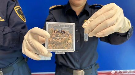 海关查获10只熊猫王鼠妇