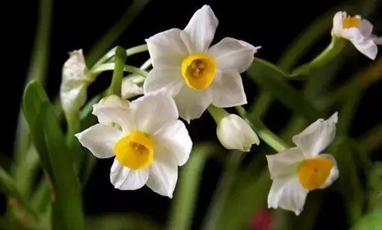 秋冬降温，如何照顾好家里的花花草草？盆栽养护指南来啦→