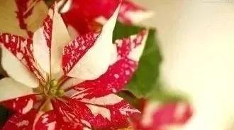 秋冬降温，如何照顾好家里的花花草草？盆栽养护指南来啦→