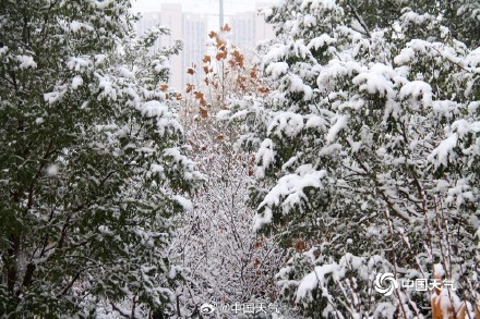 下雪啦 山东威海大地银白枝头似棉花 下雪啦 山东威海大地银白枝头似棉花