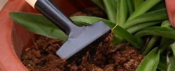 秋冬降温，如何照顾好家里的花花草草？盆栽养护指南来啦→