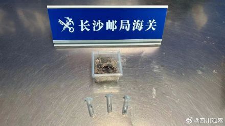 海关查获10只熊猫王鼠妇