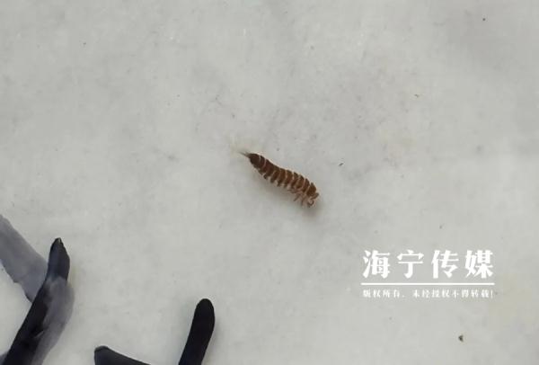 头皮发麻！浙江一居民家“怪虫”泛滥，爬得到处都是…杀虫剂都没用！