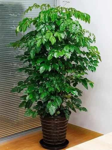 秋冬降温，如何照顾好家里的花花草草？盆栽养护指南来啦→