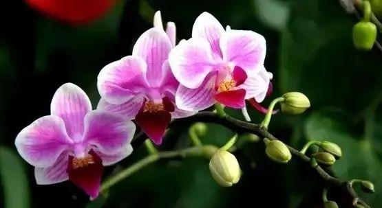 秋冬降温，如何照顾好家里的花花草草？盆栽养护指南来啦→