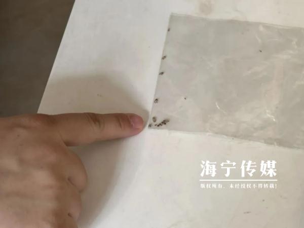 头皮发麻！浙江一居民家“怪虫”泛滥，爬得到处都是…杀虫剂都没用！