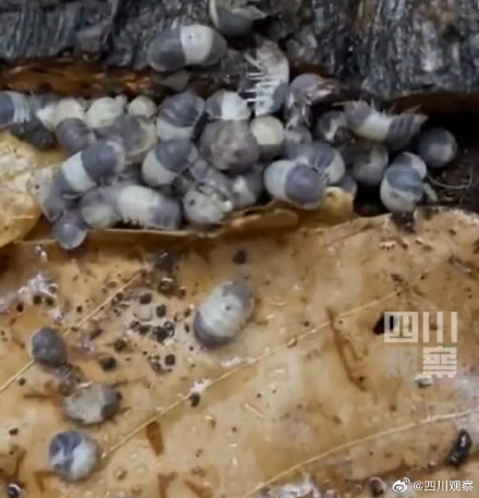 海关查获10只熊猫王鼠妇