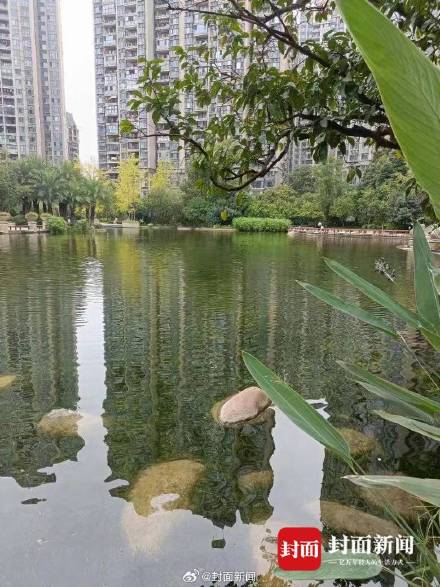 小区景观池的鱼儿突然全部死亡 物业回应：正常消杀