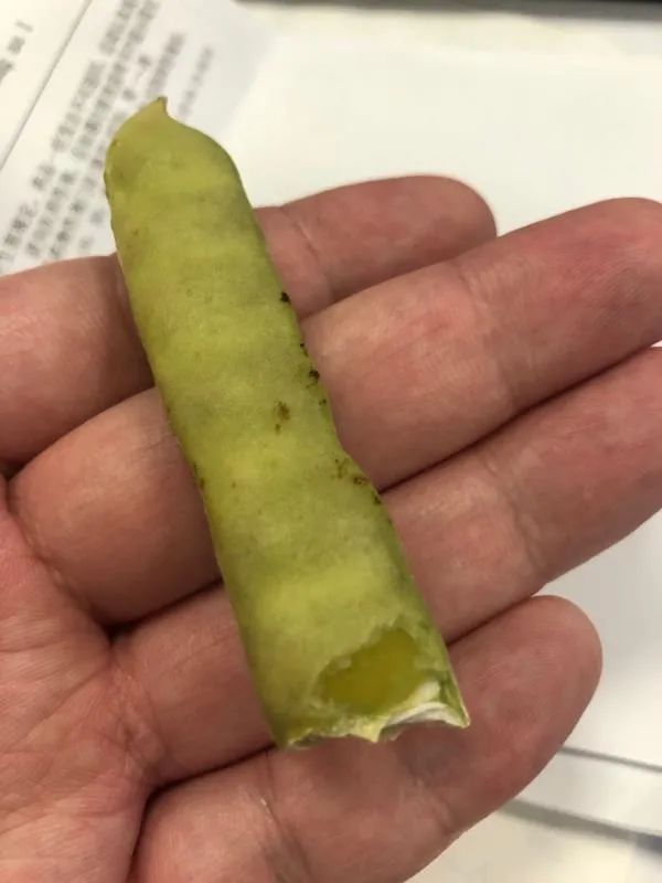 有剧毒,常被误食!这种食材很常见 有剧毒,常被误食!这种食材很常见