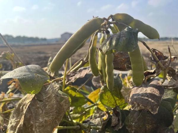 有剧毒,常被误食!这种食材很常见 有剧毒,常被误食!这种食材很常见