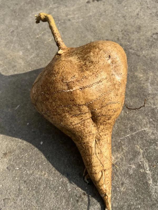 有剧毒,常被误食!这种食材很常见 有剧毒,常被误食!这种食材很常见