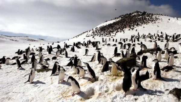 为带娃　南极帽带企鹅靠“微睡眠”“续命”