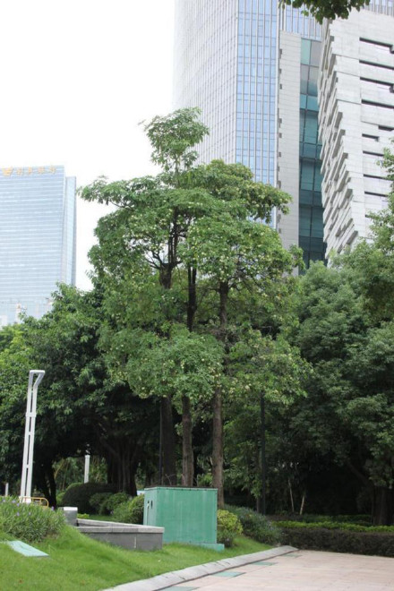 广州街头臭树的气味成分也存在于香菜