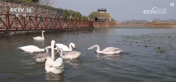 候鸟互结“朋友圈” “观鸟经济”持续升温